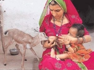 Goat breastfeeding