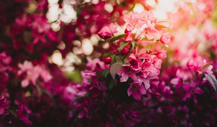 8 υπέροχα λουλούδια που μπορείς να φυτέψεις σε γλάστρες στο μπαλκόνι σου!