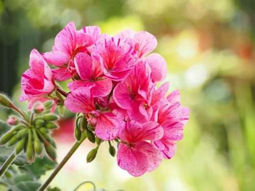 10 πανέμορφα φυτά για ζαρντινιέρες που ομορφαίνουν το μπαλκόνι!