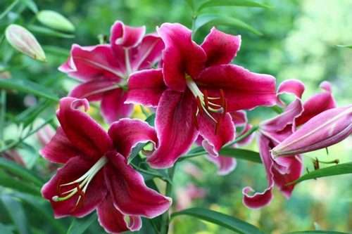 7 υπέροχα μυρωδικά φυτά για ένα μπαλκόνι γεμάτο αρώματα!