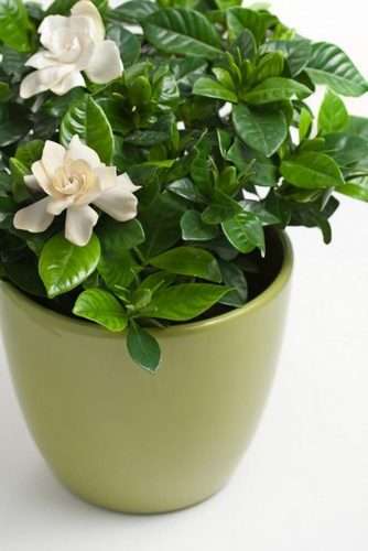 7 υπέροχα μυρωδικά φυτά για ένα μπαλκόνι γεμάτο αρώματα!