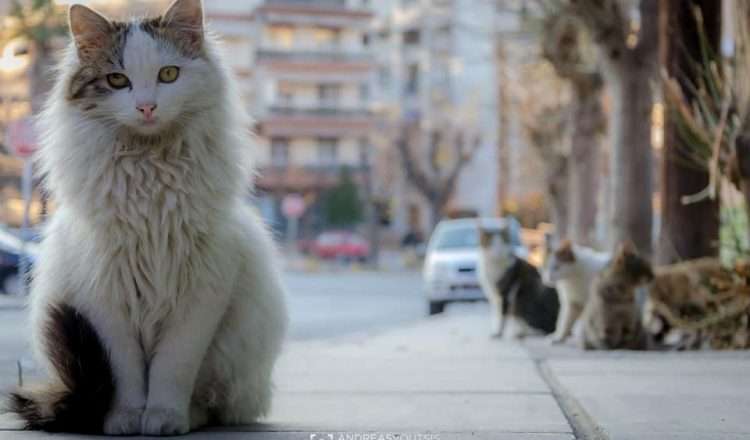 Πανέμορφες "Θεσσαλονικιές" γάτες!