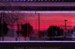©Tommy Courtis‎