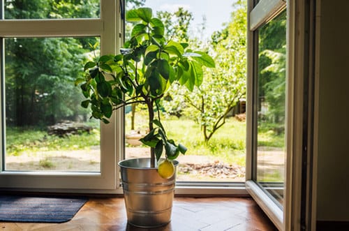 9 φυτά εσωτερικού χώρου για να καθαρίσεις την ατμόσφαιρα του σπιτιού σου!