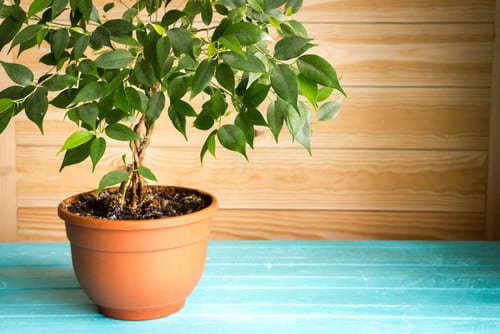 9 φυτά εσωτερικού χώρου για να καθαρίσεις την ατμόσφαιρα του σπιτιού σου!