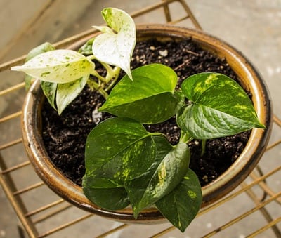 10 «βολικά» φυτά που δεν χρειάζονται πολύ νερό για να επιβιώσουν!