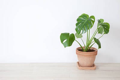 10 «βολικά» φυτά που δεν χρειάζονται πολύ νερό για να επιβιώσουν!