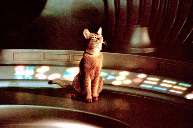 Οι 17 πιο γνωστές γάτες στην ιστορία του κινηματογράφου