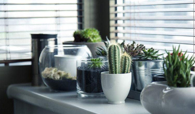 20 ιδέες για να διακοσμήσεις το σπίτι σου με φυτά
