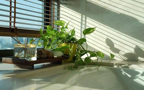 11 φυτά για να διακοσμήσεις το μπάνιο σου