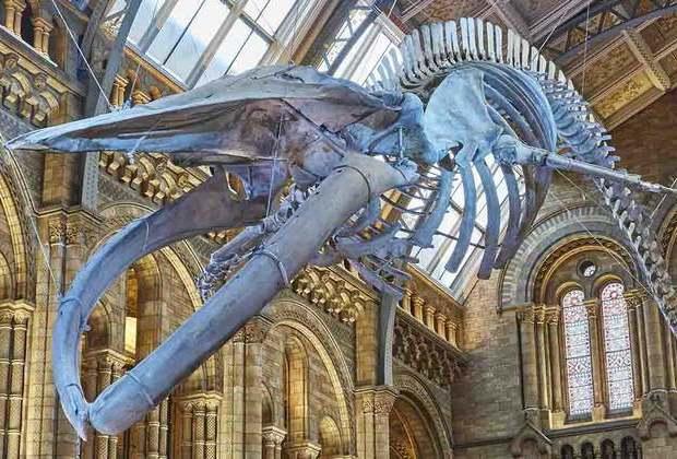 Επισκεφτείτε ψηφιακά το Μουσείο Φυσικής Ιστορίας στο Λονδίνο από το σπίτι σας!
