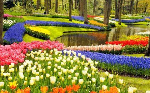 Keukenhof: Ο πιο όμορφος ανοιξιάτικος Κήπος της Ευρώπης!