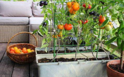 Πώς να ξεκινήσετε έναν λαχανόκηπο στο μπαλκόνι σας!