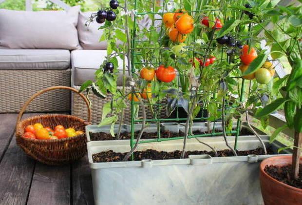 Πώς να ξεκινήσετε έναν λαχανόκηπο στο μπαλκόνι σας!