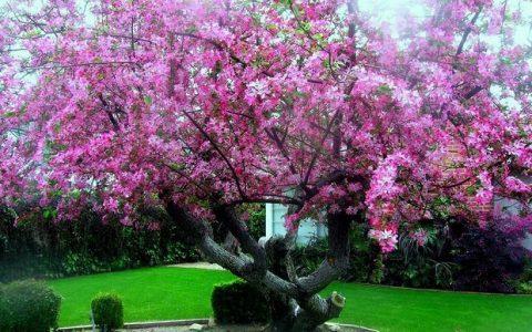 Φεντερίκο Γκαρθία Λόρκα: «Μαρτιάτικος κήπος»