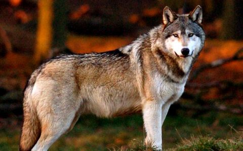 Ας διδαχτούμε από τους λύκους… από τον Ηλία Γιαννακόπουλο